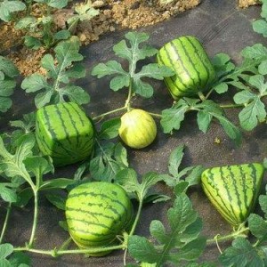 娱乐吃瓜酱礼物价格,价格背后的故事