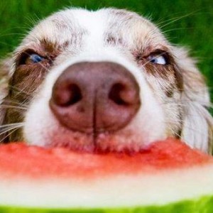 娱乐吃瓜酱人被狗撞,娱乐吃瓜酱人遭遇意外，网友热议